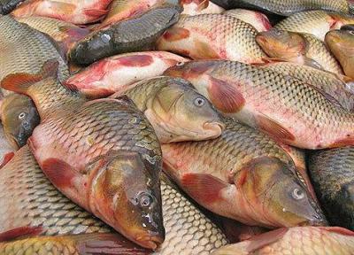 قیمت ماهی در ایران بالا است